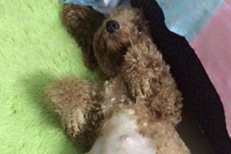 泰迪几岁怀孕最好