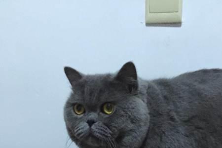 大脸猫和蓝猫能配