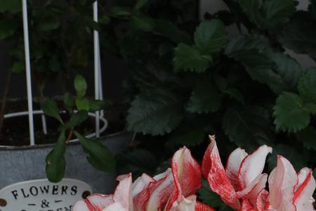 条纹黛丝适合什么季节养