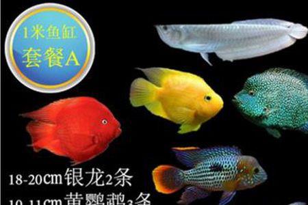 银龙鱼和战船鱼可以混养吗