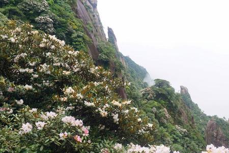 食草木饮涧泉采山花的意思