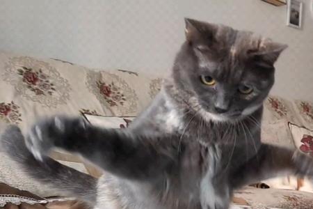 猫被吓得跳起来什么原因
