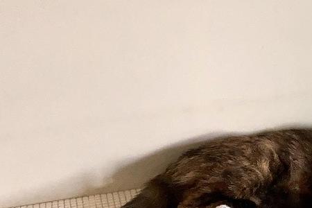 小猫乱尿怎么办母猫不教