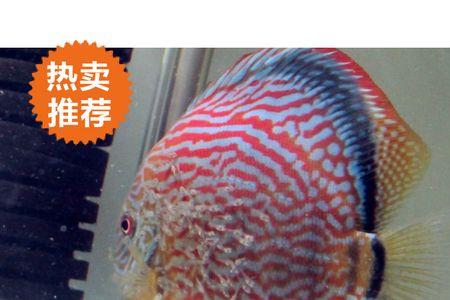 神仙鱼属于冷水鱼吗