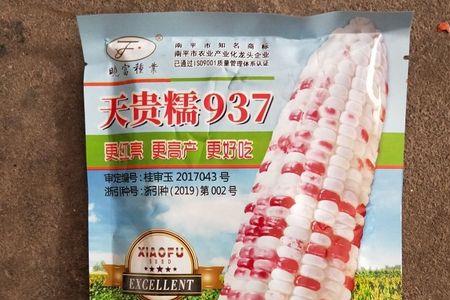 睿德667玉米种子怎么样