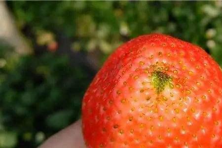 草莓发黄是怎么回事