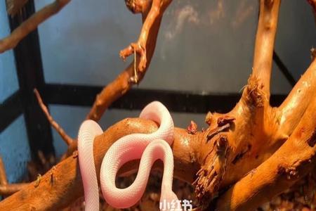 玉米蛇冬眠时间
