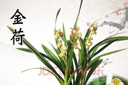 建兰香妃什么时间开花