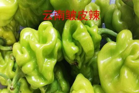 皱皮椒为什么这么辣