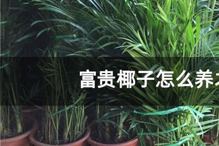 富贵椰子换盆要注意什么