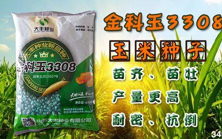 9105玉米种产量是多少