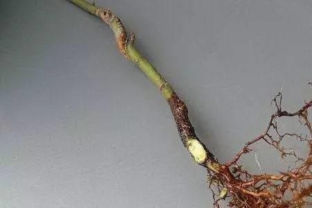 枫树提根的方法
