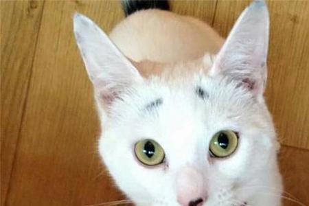 猫有没有眉毛