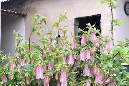 紫斑风铃适合几月栽种
