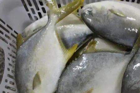 20至30厘米长的马头鱼含汞量高吗