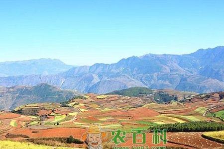 红土地适合种植什么树苗