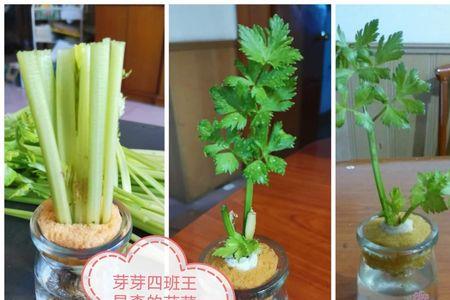 芹菜出芽是什么样子