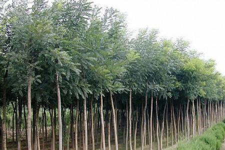 河北省经济树木品种
