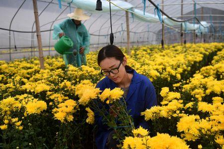菊花的种植50字