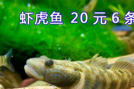 养虾虎鱼的禁忌