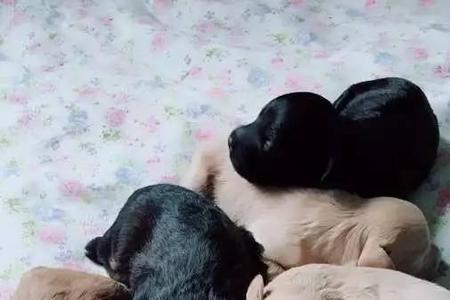 土狗生完小狗吃什么