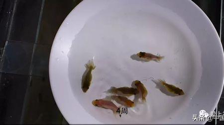 怎么给幼鱼做蛋黄水