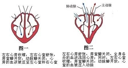 心房和心室的工作状态是什么