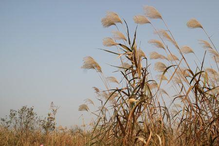 飞过芦苇滩停在相思畔什么意思