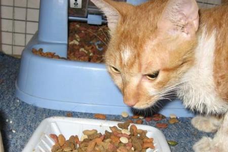 三个月的猫自制猫粮