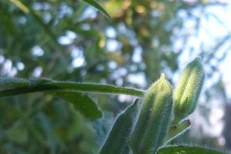 野芝麻种植方法