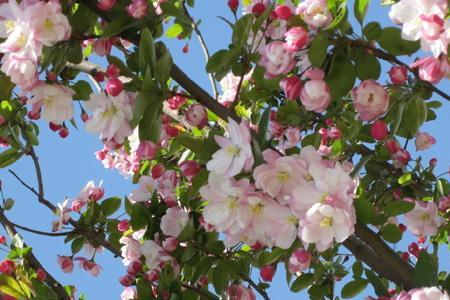 海棠花在什么季节开得最旺