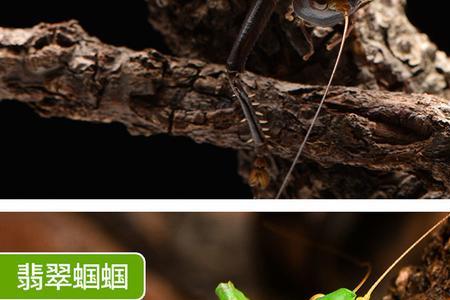 蝈蝈叫代表什么