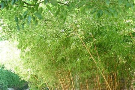 早园竹根茎多深