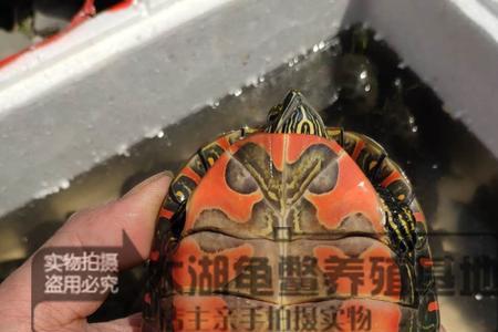 西锦冬天要加温吗