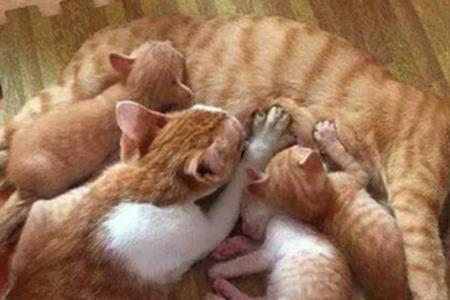 大猫不会喂小猫怎么办