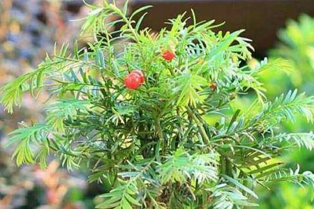 红豆杉在山东能养吗