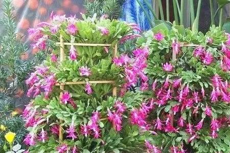 蟹爪莲读音