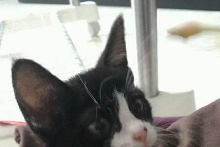 80天的猫有多大