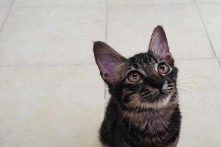 三色狸花公猫稀有吗