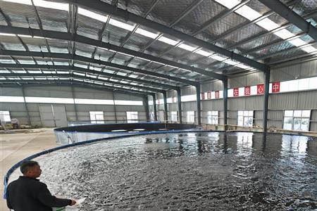 帆布池养鲈鱼一立方养多少