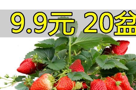 四季草莓好种吗