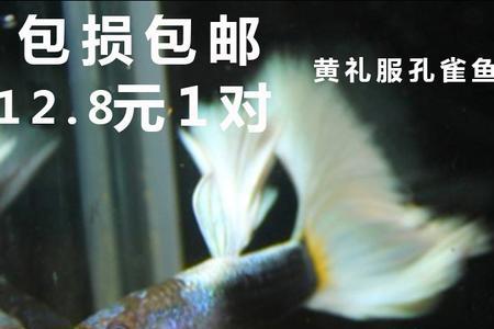 热带孔雀鱼一般多久生一窝