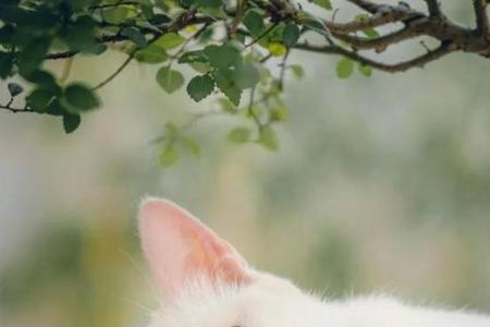 小猫的毛像什么比喻句