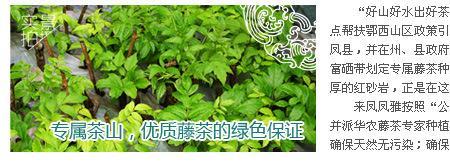 怎么分辨藤茶的品级和好坏