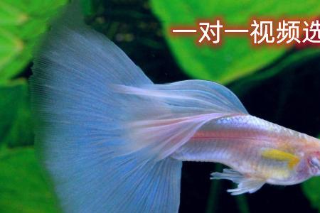 孔雀鱼蓝白缎带公能繁殖吗