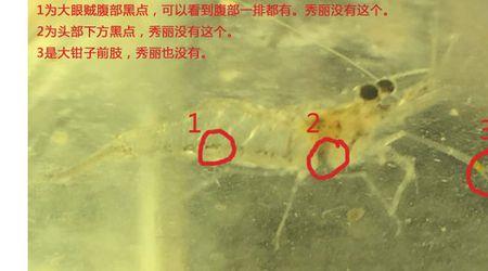 大眼贼吃孔雀鱼吗