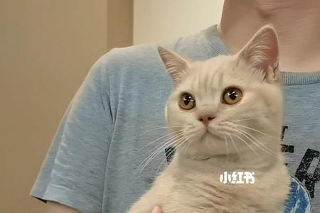 英短猫不给人抱怎么办