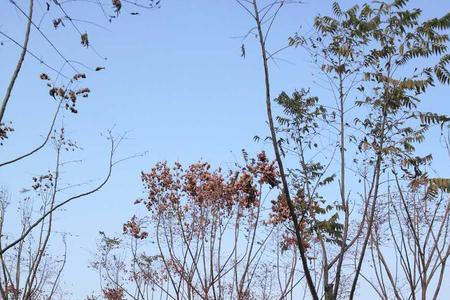 栾树下种植金蝉怎样