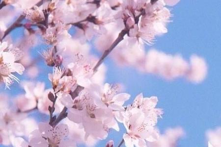 桃花的其他怎么形容