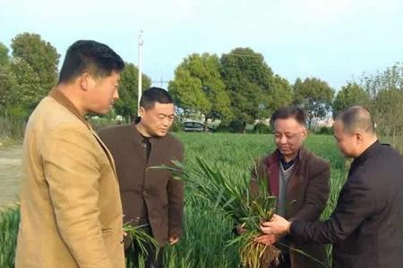 金钻9号小麦审定报告